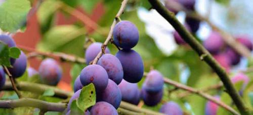 Как влияет дружба на выживание на грядке. Совместимость садовых деревьев друг с другом и другими культурами