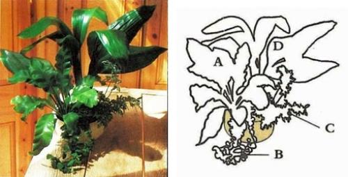 Какие растения можно высаживать вместе в одном горшке. Планирование групп