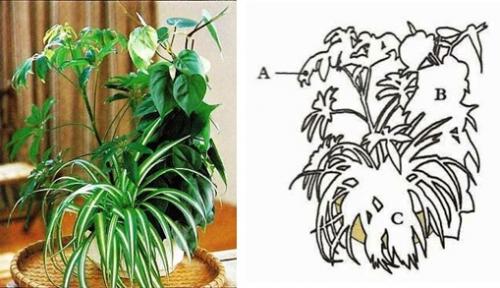 Какие растения можно высаживать вместе в одном горшке. Планирование групп