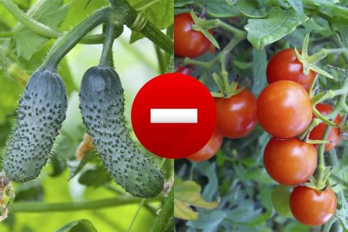 Как организовать совместные посадки на даче
