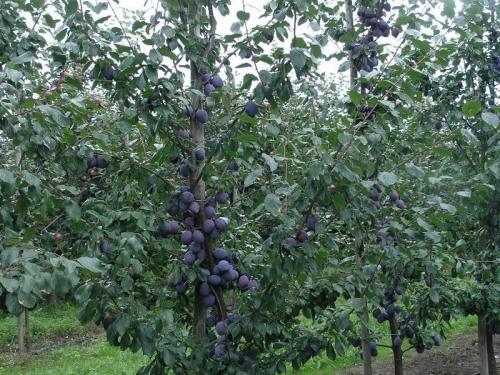 Сочетания размеров