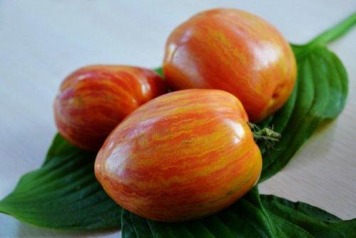 Крупноплодные сорта томатов для открытого грунта. Лучшие сорта томатов для открытого грунта: фото, названия и описания (каталог)