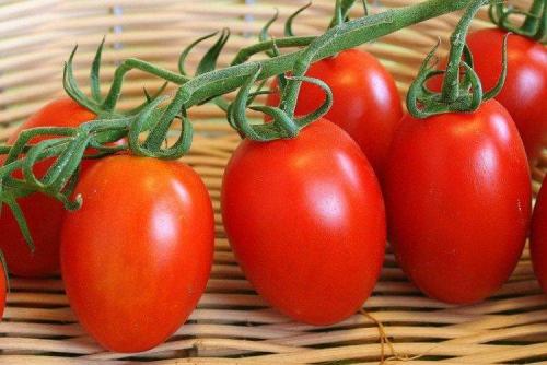 Крупноплодные сорта томатов для открытого грунта. Лучшие сорта томатов для открытого грунта: фото, названия и описания (каталог)