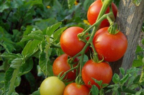 Крупноплодные сорта томатов для открытого грунта. Лучшие сорта томатов для открытого грунта: фото, названия и описания (каталог)