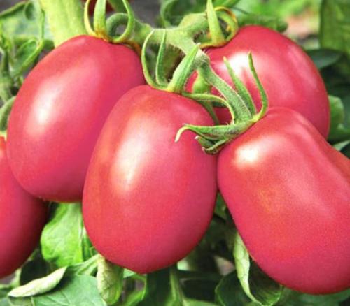 Раннеспелые крупные сорта томатов. Ранние сорта томатов — ТОП-33 сортов 2023 года