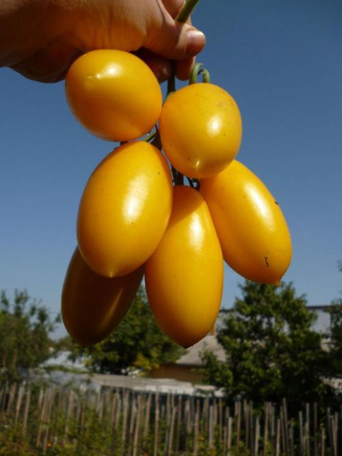 Раннеспелые крупные сорта томатов. Ранние сорта томатов — ТОП-33 сортов 2023 года