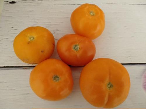 Раннеспелые крупные сорта томатов. Ранние сорта томатов — ТОП-33 сортов 2023 года