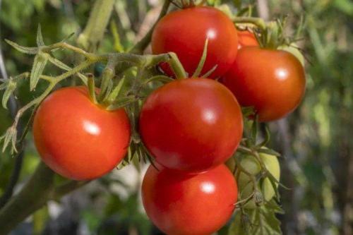 Крупноплодные сорта томатов для открытого грунта. Лучшие сорта томатов для открытого грунта: фото, названия и описания (каталог)