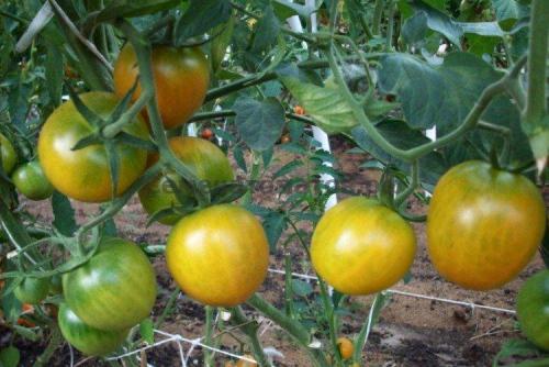Крупноплодные сорта томатов для открытого грунта. Лучшие сорта томатов для открытого грунта: фото, названия и описания (каталог)