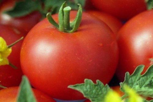Крупноплодные сорта томатов для открытого грунта. Лучшие сорта томатов для открытого грунта: фото, названия и описания (каталог)