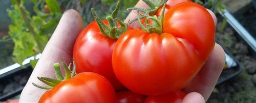 Раннеспелые крупные сорта томатов. Ранние сорта томатов — ТОП-33 сортов 2023 года