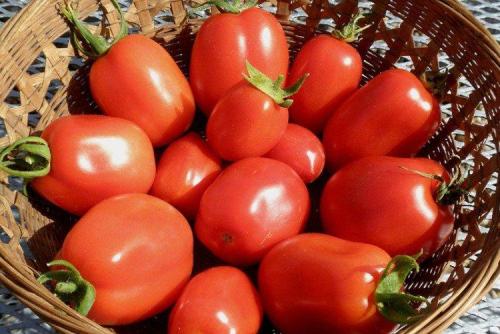 Крупноплодные сорта томатов для открытого грунта. Лучшие сорта томатов для открытого грунта: фото, названия и описания (каталог)