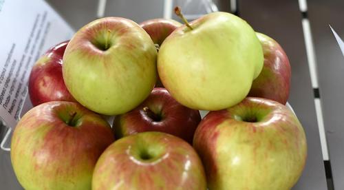 Яблоки с розоватой мякотью сорта. Чем хороши яблони поздних сортов 10 Яблоки с розоватой мякотью сорта. Чем хороши яблони поздних сортов 10