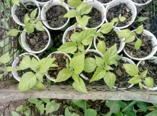 Какие овощи можно сочетать с грибами на грядке. Конкурс «Дачная гордость»: Тулячка выращивает овощи на грибных блоках