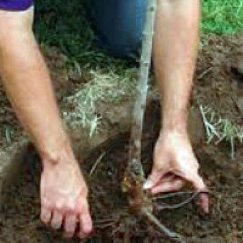 После пересадки сирень вянет. Когда и как пересаживать сирень