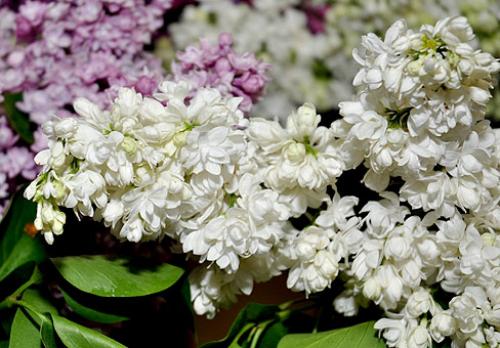 Уход за сиренью осенью. Культивация почвы 05