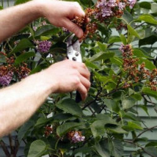 Как придать форму сирени. Как правильно обрезать сирень - советы и способы