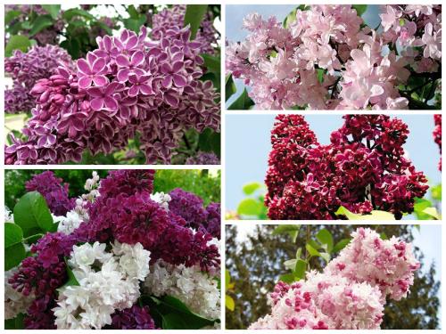 Мульча для сирени. 