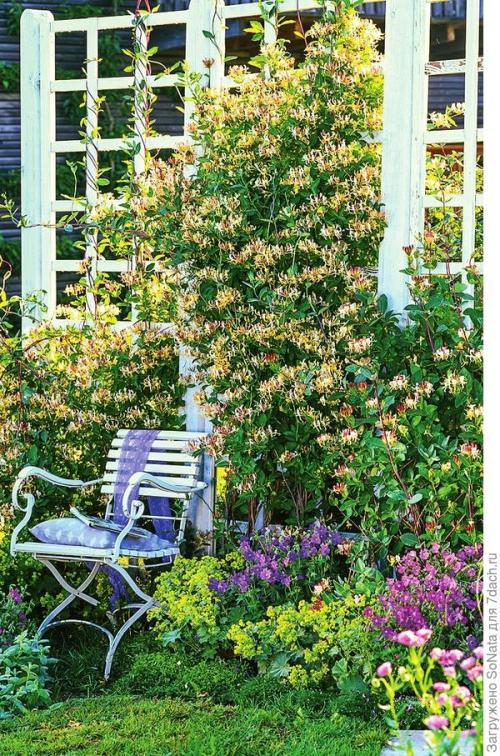 Какие растения можно сажать рядом, чтобы они создавали красивый аромат. Парфюмерный набор, или Как создать в саду аромацветник