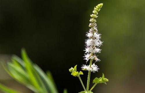 Какие растения можно сажать рядом, чтобы они создавали тень друг другу