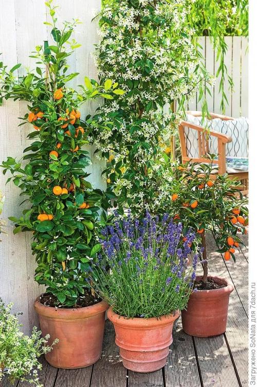 Какие растения можно сажать рядом, чтобы они создавали красивый аромат. Парфюмерный набор, или Как создать в саду аромацветник