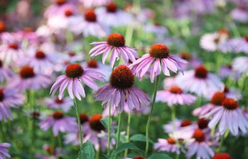 Соседи в саду: 10 пар растений, которые хорошо уживаются рядом 04