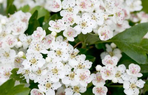 Соседи в саду: 10 пар растений, которые хорошо уживаются рядом 12