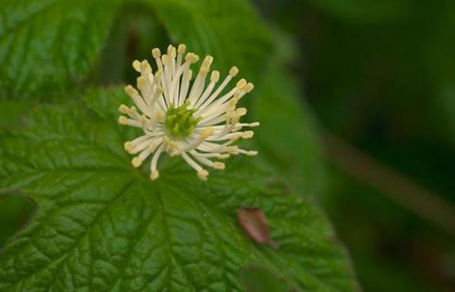 Соседи в саду: 10 пар растений, которые хорошо уживаются рядом 10