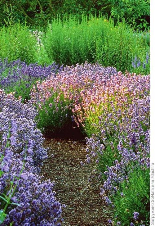 Какие растения можно сажать рядом, чтобы они создавали красивый аромат. Парфюмерный набор, или Как создать в саду аромацветник