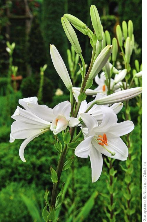 Какие растения можно сажать рядом, чтобы они создавали красивый аромат. Парфюмерный набор, или Как создать в саду аромацветник