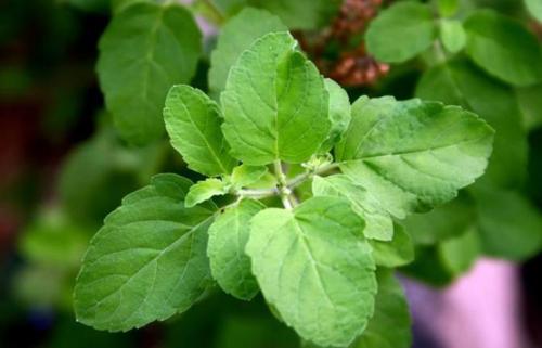 Соседи в саду: 10 пар растений, которые хорошо уживаются рядом 09