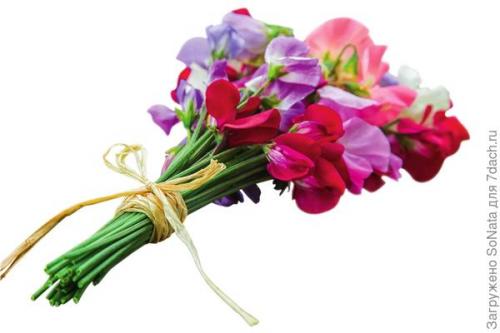 Какие растения можно сажать рядом, чтобы они создавали красивый аромат. Парфюмерный набор, или Как создать в саду аромацветник