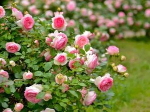 Как ухаживать за розами осенью. Обрезка 06 Как ухаживать за розами осенью. Обрезка 06