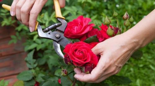 Уход за розами обрезка. Все об уходе за розами