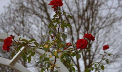 Уход за розами в августе. Подкормка роз в августе: основные причины