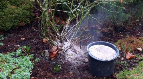 Как ухаживать за розами осенью. Обрезка 03 Как ухаживать за розами осенью. Обрезка 03