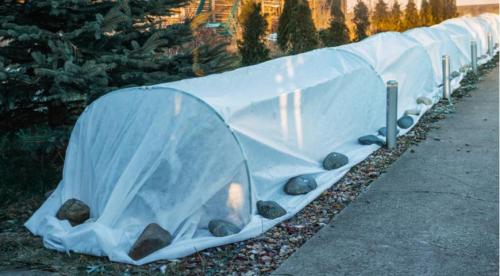 Как ухаживать за розами осенью. Обрезка 04 Как ухаживать за розами осенью. Обрезка 04