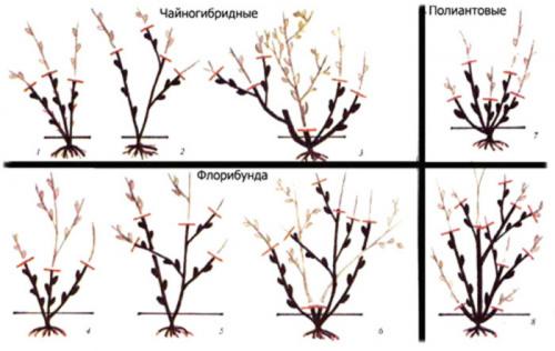 Уход за розами осенью обрезка. Как обрезать розы разных сортов
