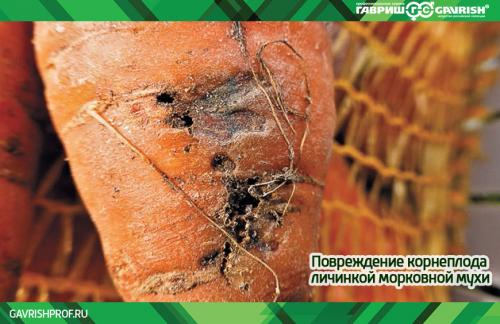 Кора на моркови: причины и методы борьбы 04