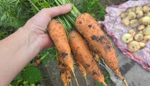 Какие удобрения наиболее эффективны для роста крупной моркови. Чем я подкармливаю морковь в августе для того, чтобы корнеплоды росли сладкие, тяжелые, хрустящие, большие