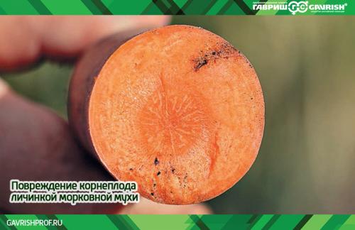 Кора на моркови: причины и методы борьбы 05