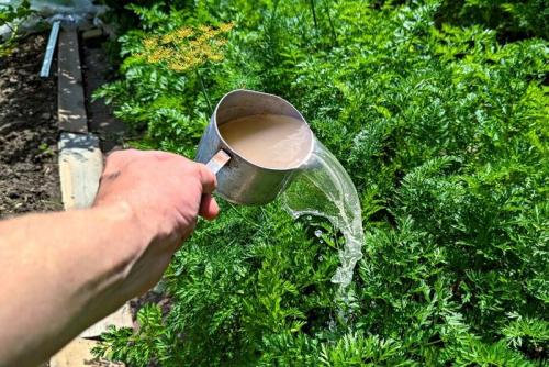 Какие удобрения наиболее эффективны для роста крупной моркови. Чем я подкармливаю морковь в августе для того, чтобы корнеплоды росли сладкие, тяжелые, хрустящие, большие