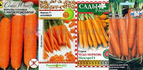 Кора на моркови: причины и методы борьбы 06