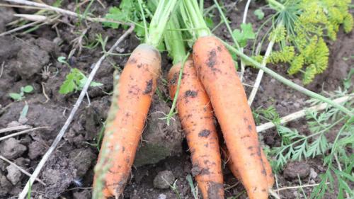 Какие удобрения наиболее эффективны для роста крупной моркови. Чем я подкармливаю морковь в августе для того, чтобы корнеплоды росли сладкие, тяжелые, хрустящие, большие
