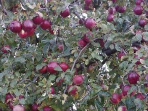 Сорт яблок с бело-розовой мякотью. Описание сорта Белорусское малиновое