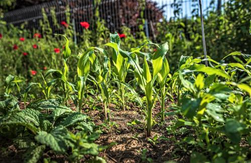 Таблица севооборота овощей на грядках: как улучшить урожайность и сохранность овощей 04 Таблица севооборота овощей на грядках: как улучшить урожайность и сохранность овощей 04