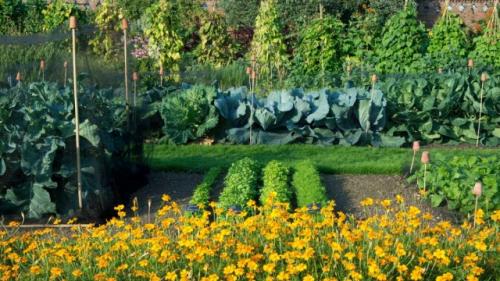 Как часто нужно менять овощи при севообороте на грядках.  Постоянное чередование культур