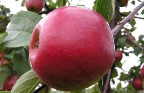 Яблоки красные внутри. Описание сортов