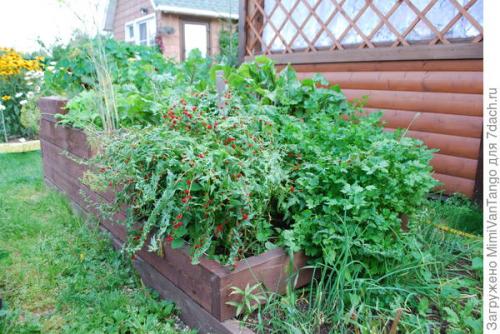 Какие растения лучше всего выращивать с помощью уплотненных посадок. Плодосмен, совмещённые посевы и уплотнённые культуры –, какие для них возможности на маленьком огороде