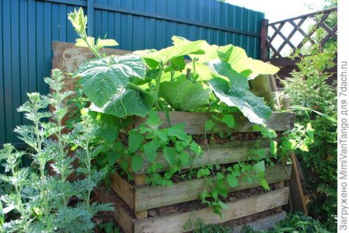 Какие растения лучше всего выращивать с помощью уплотненных посадок. Плодосмен, совмещённые посевы и уплотнённые культуры –, какие для них возможности на маленьком огороде